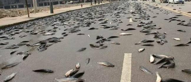 空中降魚(yú)視頻 揭秘罕見(jiàn)空中降魚(yú)現象原理，末日預兆恐怖的空中降魚(yú)實(shí)圖