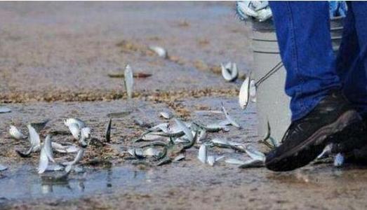 空中降魚(yú)視頻 揭秘罕見(jiàn)空中降魚(yú)現象原理，末日預兆恐怖的空中降魚(yú)實(shí)圖