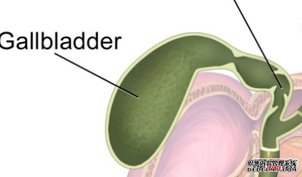 人體有哪些不需要的器官?人類(lèi)不需要的十個(gè)器官(不影響生活)