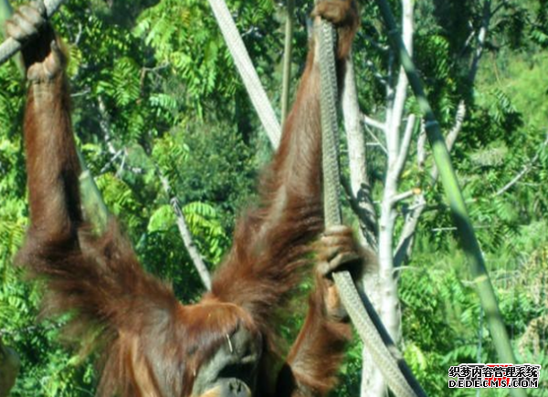人體有哪些不需要的器官?人類(lèi)不需要的十個(gè)器官(不影響生活)