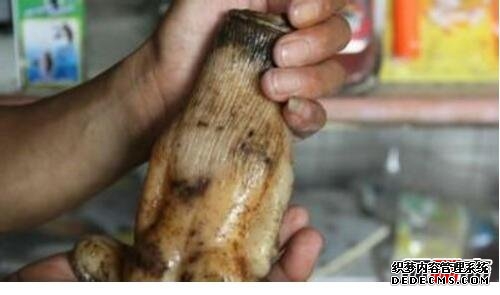 人頭蛇身怪物震驚全球