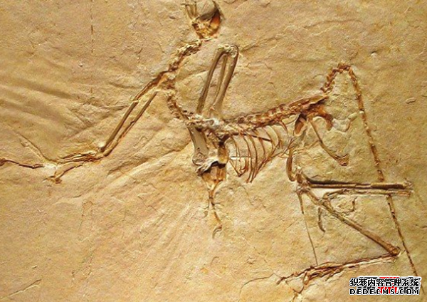 人類(lèi)根本不是進(jìn)化來(lái)的?尚未破解的進(jìn)化十大謎團