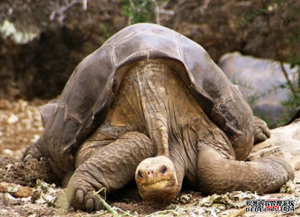 人類(lèi)根本不是進(jìn)化來(lái)的?尚未破解的進(jìn)化十大謎團