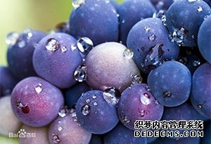 葡萄品種-黑皮諾