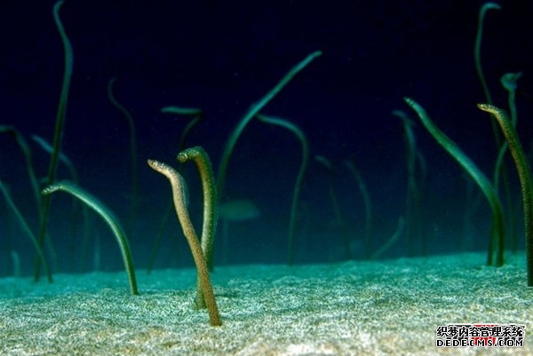 活的壽命最長(cháng)的十種動(dòng)物 海蜥蜴/錦鯉紛紛榜上有名