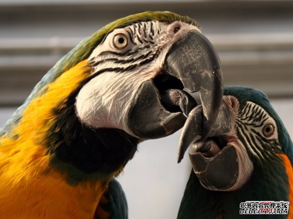 活的壽命最長(cháng)的十種動(dòng)物 海蜥蜴/錦鯉紛紛榜上有名