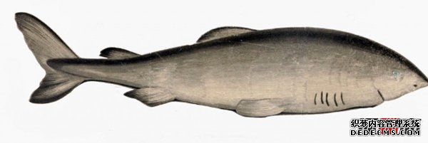 活的壽命最長(cháng)的十種動(dòng)物 海蜥蜴/錦鯉紛紛榜上有名