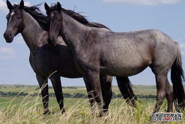 活的壽命最長(cháng)的十種動(dòng)物 海蜥蜴/錦鯉紛紛榜上有名