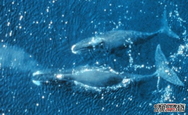 活的壽命最長(cháng)的十種動(dòng)物 海蜥蜴/錦鯉紛紛榜上有名