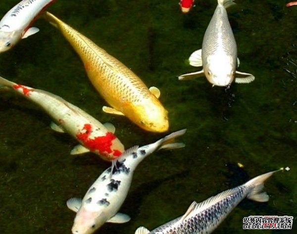 活的壽命最長(cháng)的十種動(dòng)物 海蜥蜴/錦鯉紛紛榜上有名