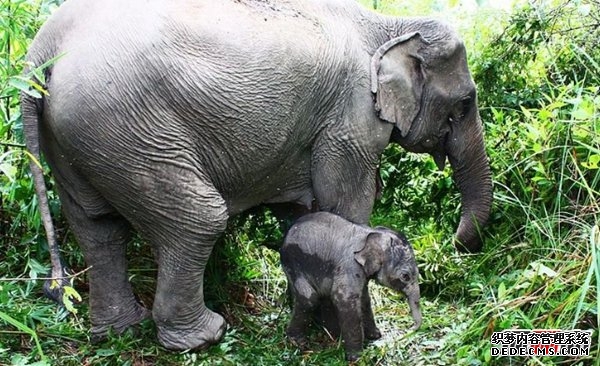 活的壽命最長(cháng)的十種動(dòng)物 海蜥蜴/錦鯉紛紛榜上有名