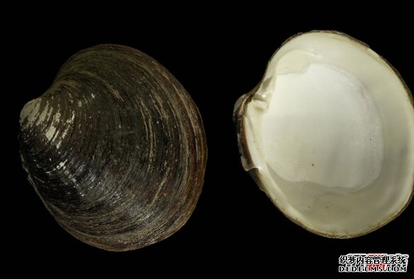 活的壽命最長(cháng)的十種動(dòng)物 海蜥蜴/錦鯉紛紛榜上有名