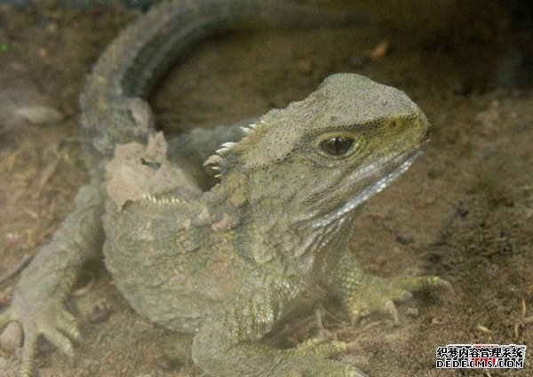 活的壽命最長(cháng)的十種動(dòng)物 海蜥蜴/錦鯉紛紛榜上有名