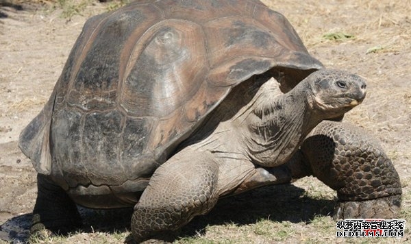 活的壽命最長(cháng)的十種動(dòng)物 海蜥蜴/錦鯉紛紛榜上有