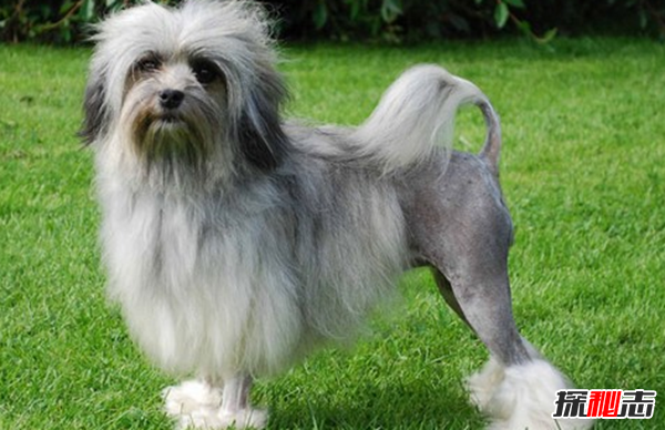 全球最貴的十大狗品種 中國無(wú)毛犬上榜,第一售價(jià)7000美元