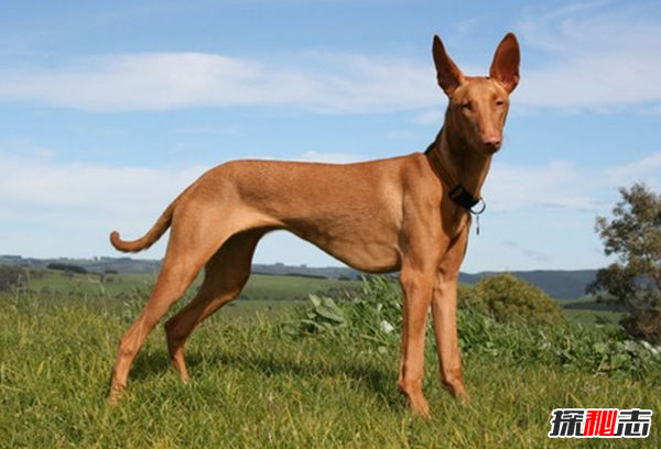 全球最貴的十大狗品種 中國無(wú)毛犬上榜,第一售價(jià)7000美元