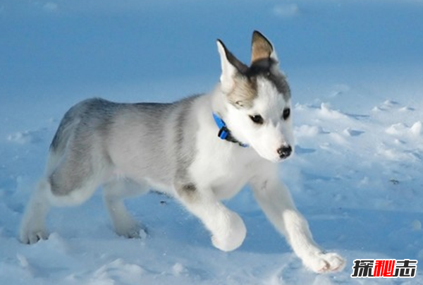 全球最貴的十大狗品種 中國無(wú)毛犬上榜,第一售價(jià)7000美元