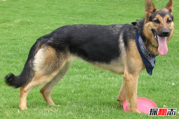 全球最貴的十大狗品種 中國無(wú)毛犬上榜,第一售價(jià)7000美元