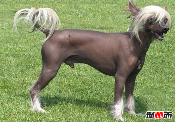全球最貴的十大狗品種 中國無(wú)毛犬上榜,第一售價(jià)7000美元