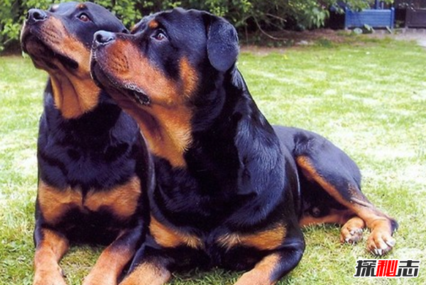 全球最貴的十大狗品種 中國無(wú)毛犬上榜,第一售價(jià)7000美元