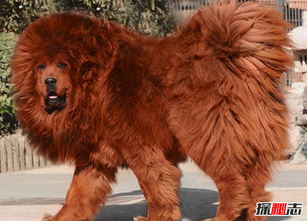 全球最貴的十大狗品種 中國無(wú)毛犬上榜,第一售價(jià)7000美元