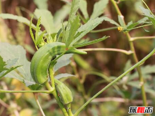 秋葵是什么東西?不要再被秋葵忽悠了真相在這(蔬菜之王)