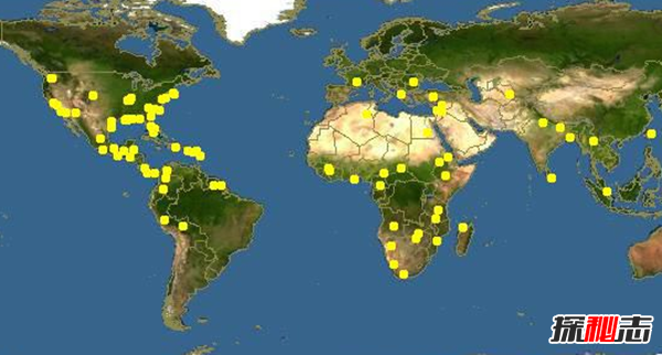 秋葵是什么東西?不要再被秋葵忽悠了真相在這(蔬菜之王)