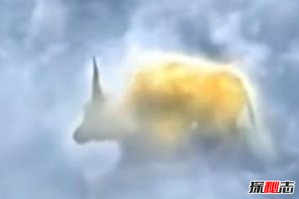 青牛是什么牛?青牛的來(lái)歷(太上老君的瑞獸坐騎)