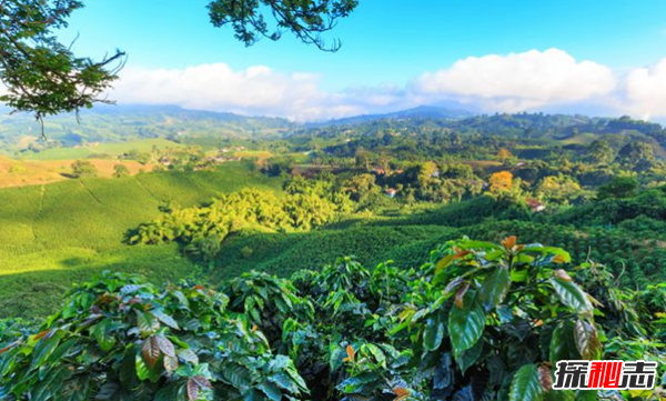 全球十大咖啡生產(chǎn)國 越南排第二,第五美譽(yù)為咖啡之鄉