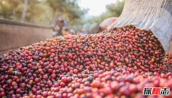 全球十大咖啡生產(chǎn)國 越南排第二,第五美譽(yù)為咖啡之鄉