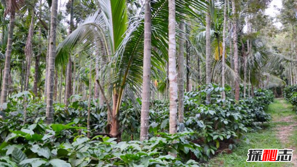 全球十大咖啡生產(chǎn)國 越南排第二,第五美譽(yù)為咖啡之鄉