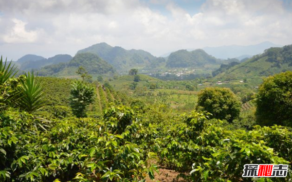 全球十大咖啡生產(chǎn)國 越南排第二,第五美譽(yù)為咖啡之鄉