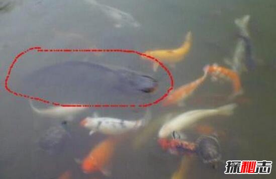 曝光銅山湖水水怪真實(shí)照片，頭如野牛雙眼似綠燈