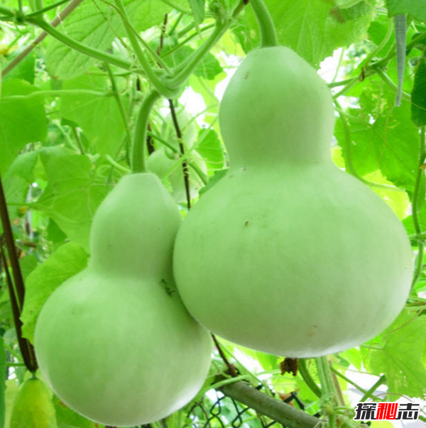 辟邪的東西有哪些?實(shí)用的十大辟邪物品(剪刀辟邪驅鬼?yè)跎窔?