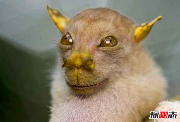 盤(pán)點(diǎn)十大樣貌怪異的動(dòng)物 個(gè)個(gè)堪比外星人!(能把人嚇瘋)