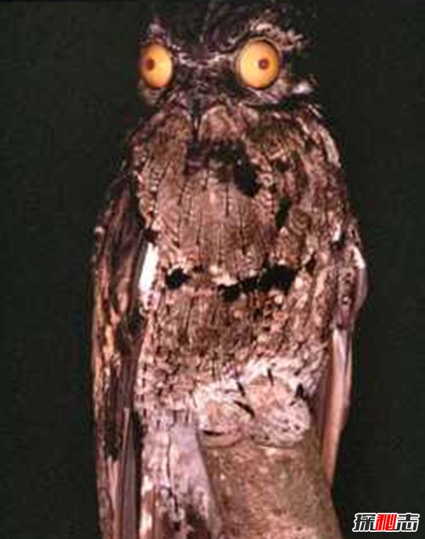 盤(pán)點(diǎn)十大樣貌怪異的動(dòng)物 個(gè)個(gè)堪比外星人!(能把人嚇瘋)