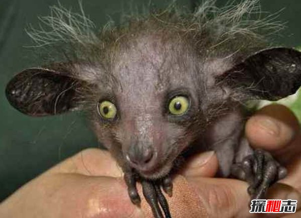 盤(pán)點(diǎn)十大樣貌怪異的動(dòng)物 個(gè)個(gè)堪比外星人!(能把人嚇瘋)