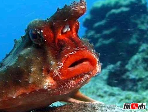 盤(pán)點(diǎn)十大樣貌怪異的動(dòng)物 個(gè)個(gè)堪比外星人!(能把人嚇瘋)