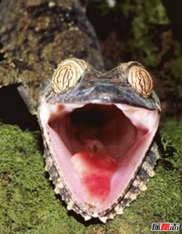 盤(pán)點(diǎn)十大樣貌怪異的動(dòng)物 個(gè)個(gè)堪比外星人!(能把人嚇瘋)