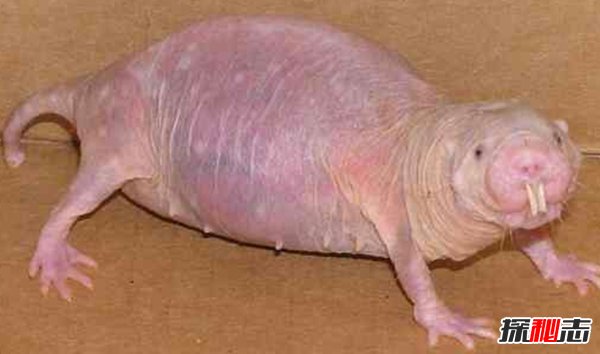 盤(pán)點(diǎn)十大樣貌怪異的動(dòng)物 個(gè)個(gè)堪比外星人!(能把人嚇瘋)