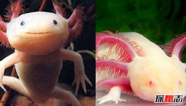 盤(pán)點(diǎn)十大樣貌怪異的動(dòng)物 個(gè)個(gè)堪比外星人!(能把人嚇瘋)