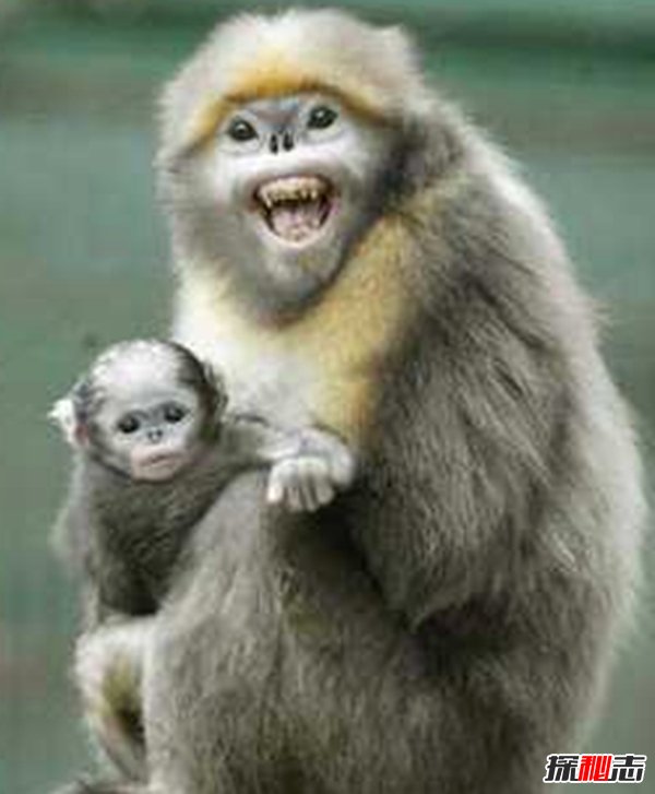 盤(pán)點(diǎn)十大樣貌怪異的動(dòng)物 個(gè)個(gè)堪比外星人!(能把人嚇瘋)