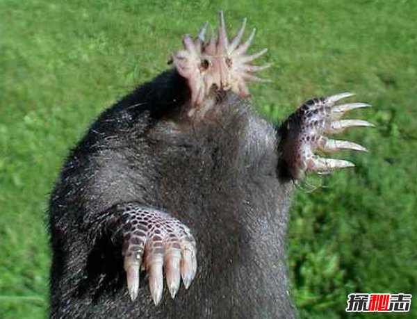 盤(pán)點(diǎn)十大樣貌怪異的動(dòng)物 個(gè)個(gè)堪比外星人!(能把人嚇瘋)