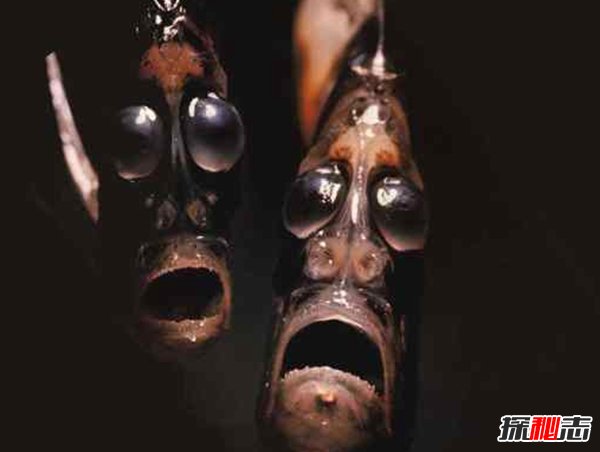 盤(pán)點(diǎn)十大樣貌怪異的動(dòng)物 個(gè)個(gè)堪比外星人!(能把人嚇瘋)