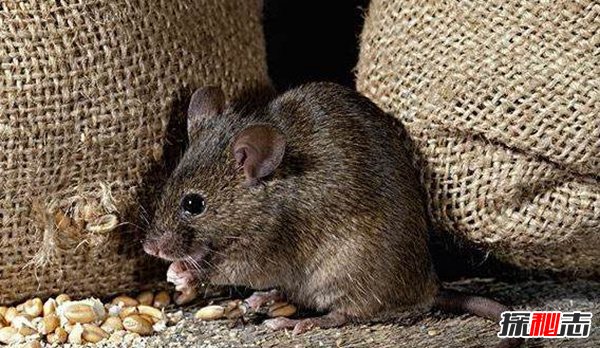 女孩懷孕生20只老鼠 真相太崩潰