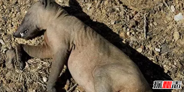 十大未解怪獸之謎,親眼被見(jiàn)到卻無(wú)法得到證實(shí)