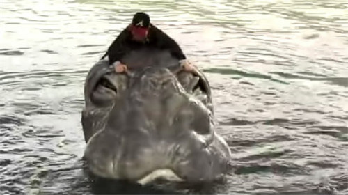 尼斯湖水怪之謎：水怪是真的嗎？尼斯湖水怪真相曝光