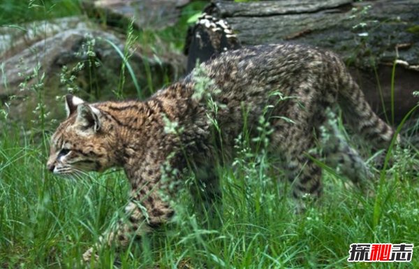 南美洲的動(dòng)物有哪些?盤(pán)點(diǎn)南美洲的十大珍稀動(dòng)物(附圖片)