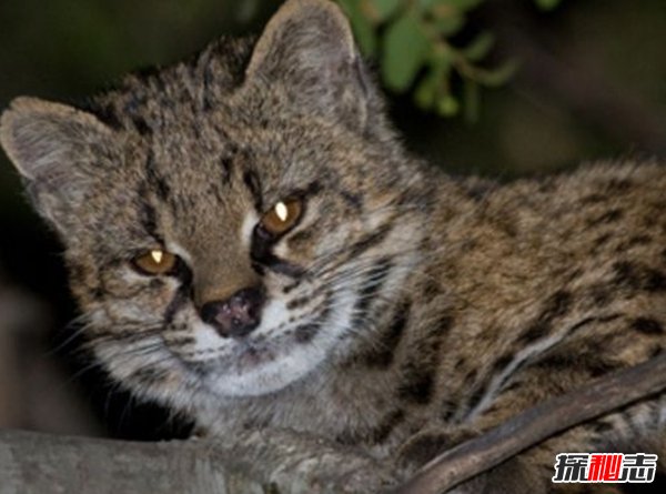 南美洲的動(dòng)物有哪些?盤(pán)點(diǎn)南美洲的十大珍稀動(dòng)物(附圖片)