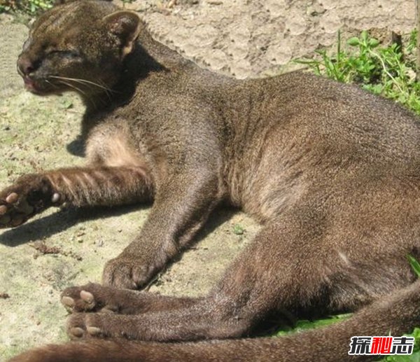 南美洲的動(dòng)物有哪些?盤(pán)點(diǎn)南美洲的十大珍稀動(dòng)物(附圖片)